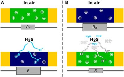 Hydrogen Sulfide Detection by Sensors Based on Conductive Polymers: A Review